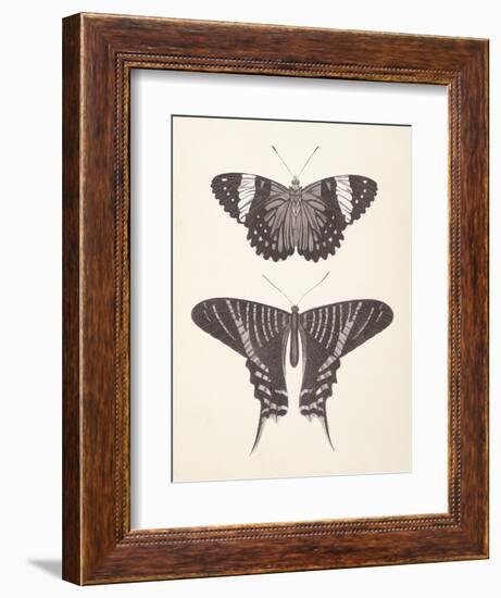 Papillons I Neutral-Wild Apple Portfolio-Framed Art Print