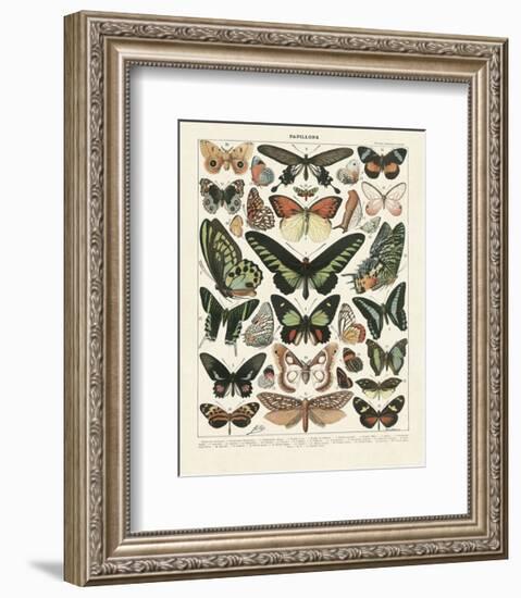 Papillons III-Adolphe Millot-Framed Art Print