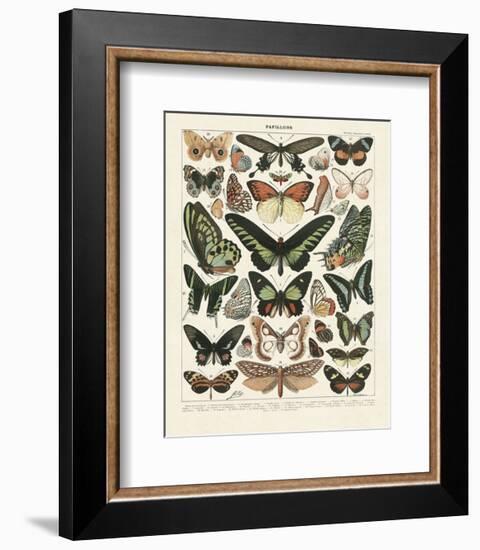 Papillons III-Adolphe Millot-Framed Art Print