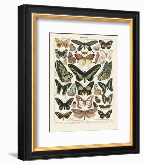 Papillons III-Adolphe Millot-Framed Art Print