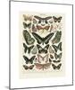 Papillons III-Adolphe Millot-Mounted Giclee Print