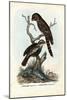 Papuan Frogmouth, 1863-79-Raimundo Petraroja-Mounted Giclee Print