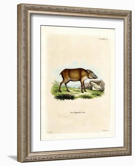 Papuan Wild Boar-null-Framed Giclee Print