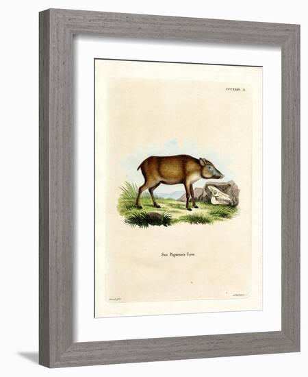 Papuan Wild Boar-null-Framed Giclee Print