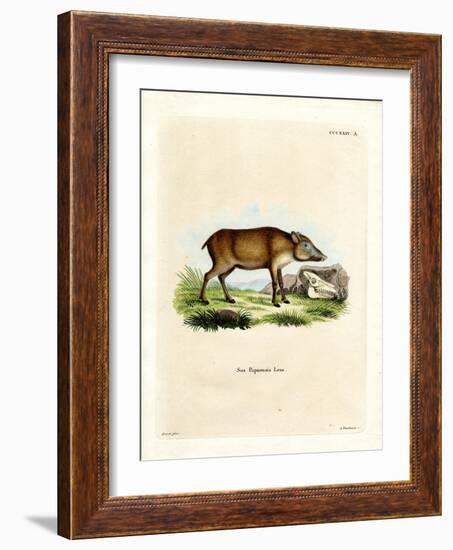 Papuan Wild Boar-null-Framed Giclee Print
