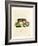 Papuan Wild Boar-null-Framed Giclee Print