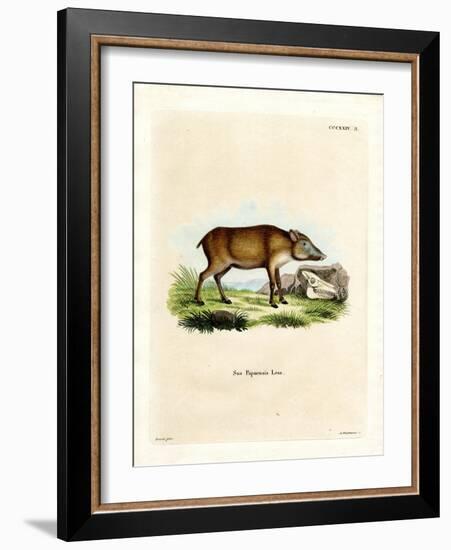 Papuan Wild Boar-null-Framed Giclee Print