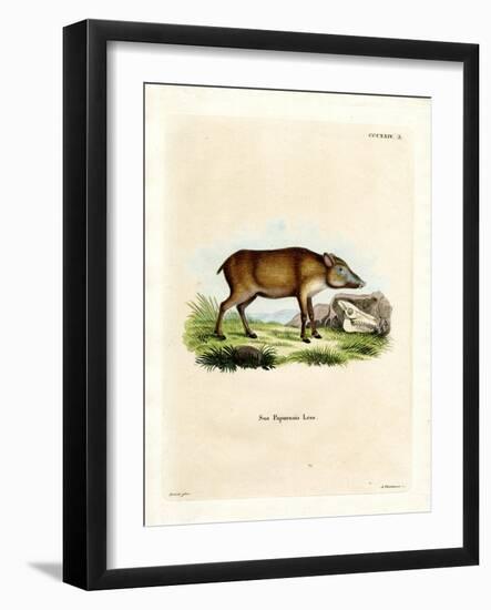 Papuan Wild Boar-null-Framed Giclee Print