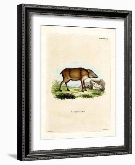 Papuan Wild Boar-null-Framed Giclee Print