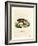 Papuan Wild Boar-null-Framed Giclee Print