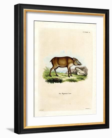 Papuan Wild Boar-null-Framed Giclee Print