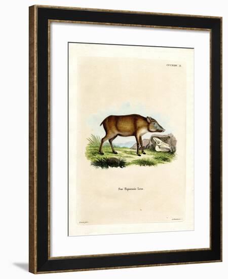 Papuan Wild Boar-null-Framed Giclee Print