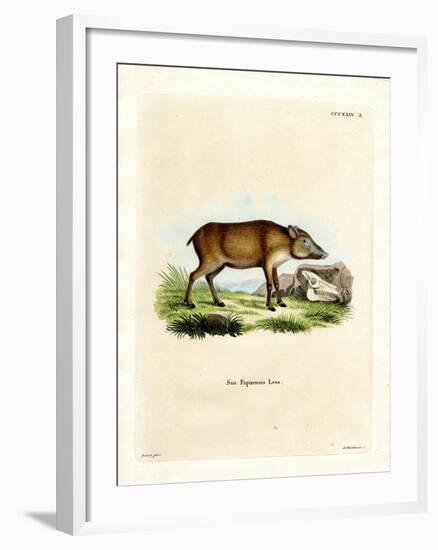 Papuan Wild Boar-null-Framed Giclee Print