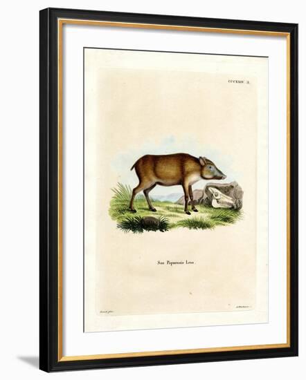 Papuan Wild Boar-null-Framed Giclee Print