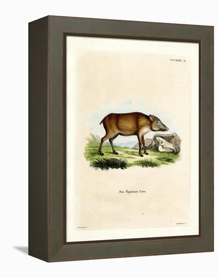 Papuan Wild Boar-null-Framed Premier Image Canvas