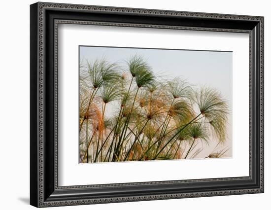 Papyrus (Papyrus sp), Okavango Delta, Botswana, Africa-Sergio Pitamitz-Framed Photographic Print