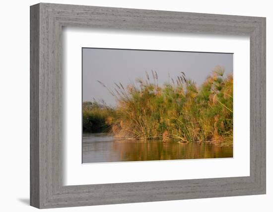 Papyrus (Papyrus sp), Okavango Delta, Botswana, Africa-Sergio Pitamitz-Framed Photographic Print