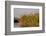 Papyrus (Papyrus sp), Okavango Delta, Botswana, Africa-Sergio Pitamitz-Framed Photographic Print