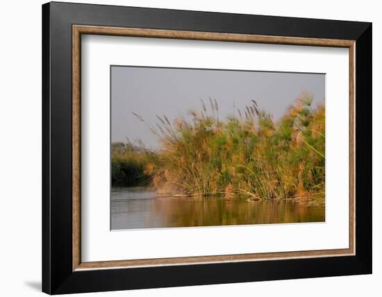 Papyrus (Papyrus sp), Okavango Delta, Botswana, Africa-Sergio Pitamitz-Framed Photographic Print