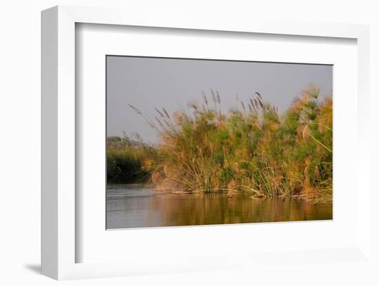 Papyrus (Papyrus sp), Okavango Delta, Botswana, Africa-Sergio Pitamitz-Framed Photographic Print