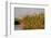 Papyrus (Papyrus sp), Okavango Delta, Botswana, Africa-Sergio Pitamitz-Framed Photographic Print