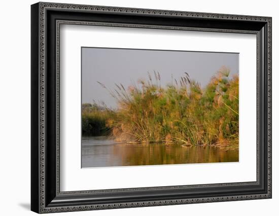 Papyrus (Papyrus sp), Okavango Delta, Botswana, Africa-Sergio Pitamitz-Framed Photographic Print