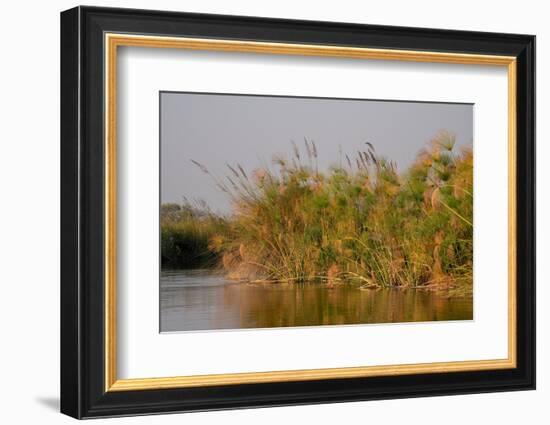 Papyrus (Papyrus sp), Okavango Delta, Botswana, Africa-Sergio Pitamitz-Framed Photographic Print