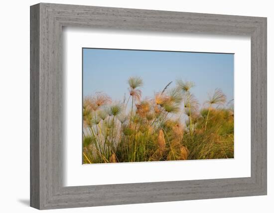 Papyrus (Papyrus sp), Okavango Delta, Botswana, Africa-Sergio Pitamitz-Framed Photographic Print