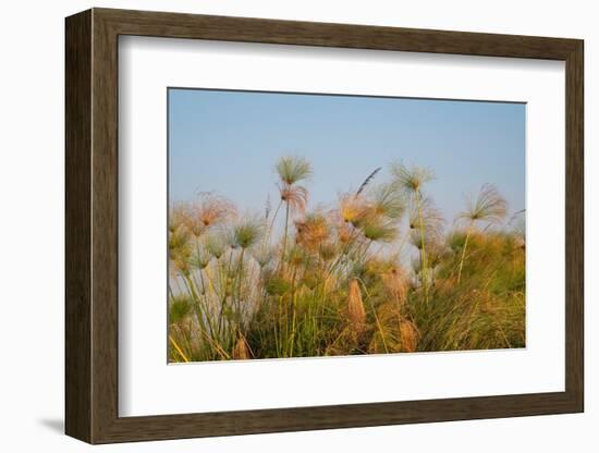 Papyrus (Papyrus sp), Okavango Delta, Botswana, Africa-Sergio Pitamitz-Framed Photographic Print