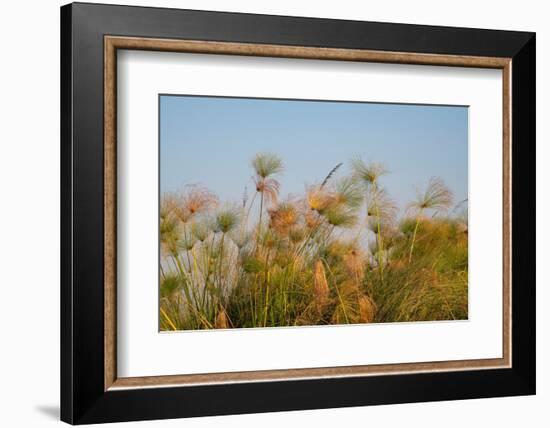 Papyrus (Papyrus sp), Okavango Delta, Botswana, Africa-Sergio Pitamitz-Framed Photographic Print