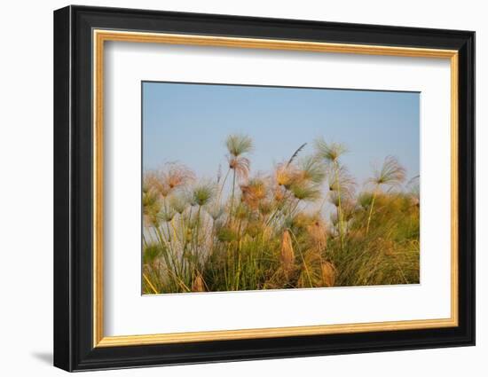 Papyrus (Papyrus sp), Okavango Delta, Botswana, Africa-Sergio Pitamitz-Framed Photographic Print