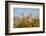 Papyrus (Papyrus sp), Okavango Delta, Botswana, Africa-Sergio Pitamitz-Framed Photographic Print