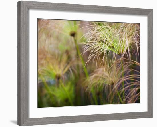 Papyrus Plants, Rosicrucian Egyptian Museum, San Jose, California, Usa-Walter Bibikow-Framed Photographic Print