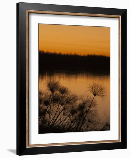 Papyrus Reeds Along Zambezi River at Sunset, Eastern End of the Caprivi Strip, Namibia, Africa-Kim Walker-Framed Photographic Print