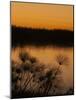 Papyrus Reeds Along Zambezi River at Sunset, Eastern End of the Caprivi Strip, Namibia, Africa-Kim Walker-Mounted Photographic Print
