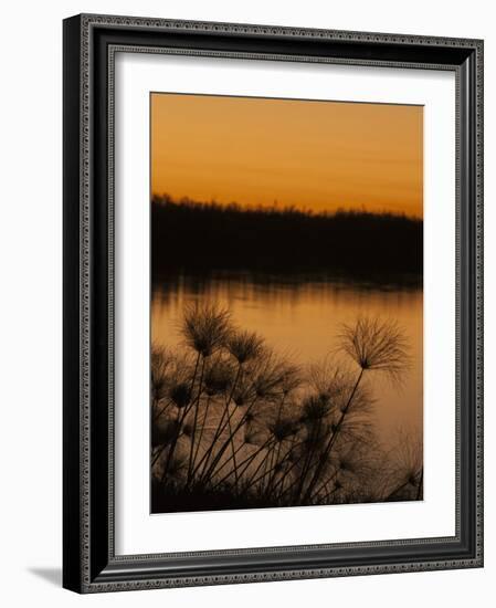 Papyrus Reeds Along Zambezi River at Sunset, Eastern End of the Caprivi Strip, Namibia, Africa-Kim Walker-Framed Photographic Print