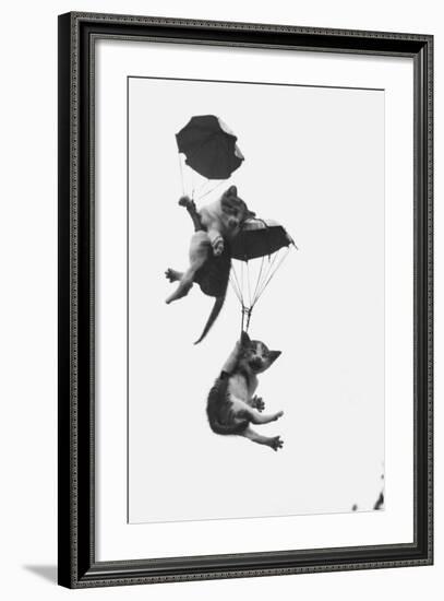 Parachuting Kittens-null-Framed Photographic Print