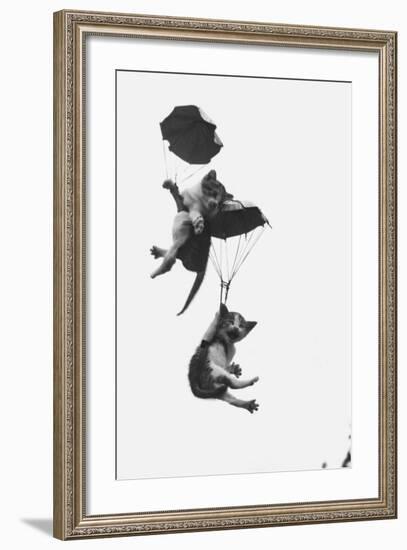 Parachuting Kittens-null-Framed Photographic Print