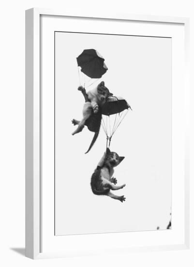 Parachuting Kittens-null-Framed Photographic Print