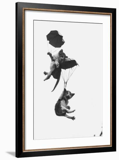 Parachuting Kittens-null-Framed Photographic Print