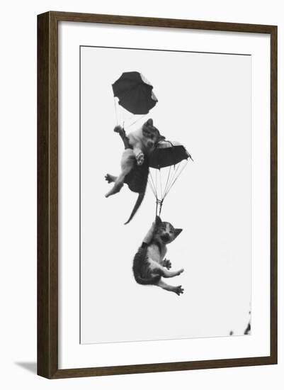 Parachuting Kittens-null-Framed Photographic Print