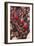 Parade at Dinagyang Festival, City of Iloilo, Philippines-Keren Su-Framed Photographic Print