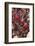 Parade at Dinagyang Festival, City of Iloilo, Philippines-Keren Su-Framed Photographic Print