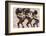 Parade at Dinagyang Festival, City of Iloilo, Philippines-Keren Su-Framed Photographic Print