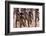 Parade at Dinagyang Festival, City of Iloilo, Philippines-Keren Su-Framed Photographic Print