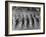 Parade Celebrating Ghana's Independence-Mark Kauffman-Framed Photographic Print