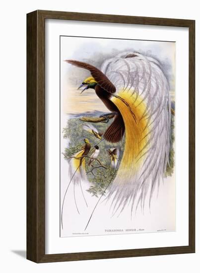 Paradisaea Minor-null-Framed Giclee Print