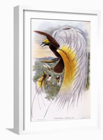 Paradisaea Minor-null-Framed Giclee Print