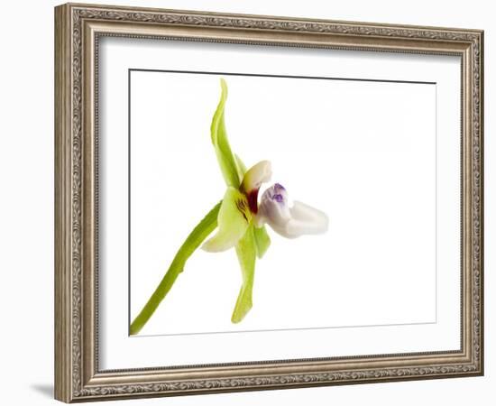 Paradisanthus Micranthus 1-Fabio Petroni-Framed Photographic Print