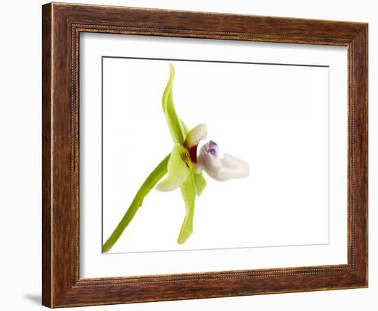 Paradisanthus Micranthus 1-Fabio Petroni-Framed Photographic Print